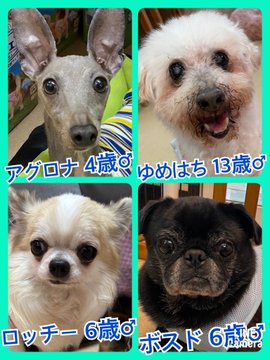 🐾今日の里親様募集中ワンコ🐶メンバーです🐾2023,6,11【保護犬カフェ天神橋店】